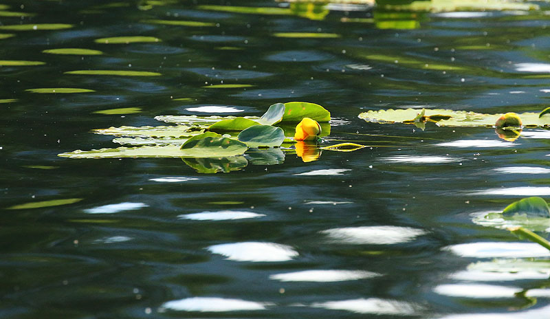 Willie HarvieWater Landscape - June 2021Pond lily 