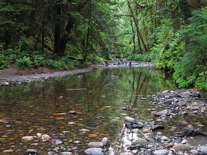 Willie HarvieWater Landscapes - June 2021Holt creek reflections