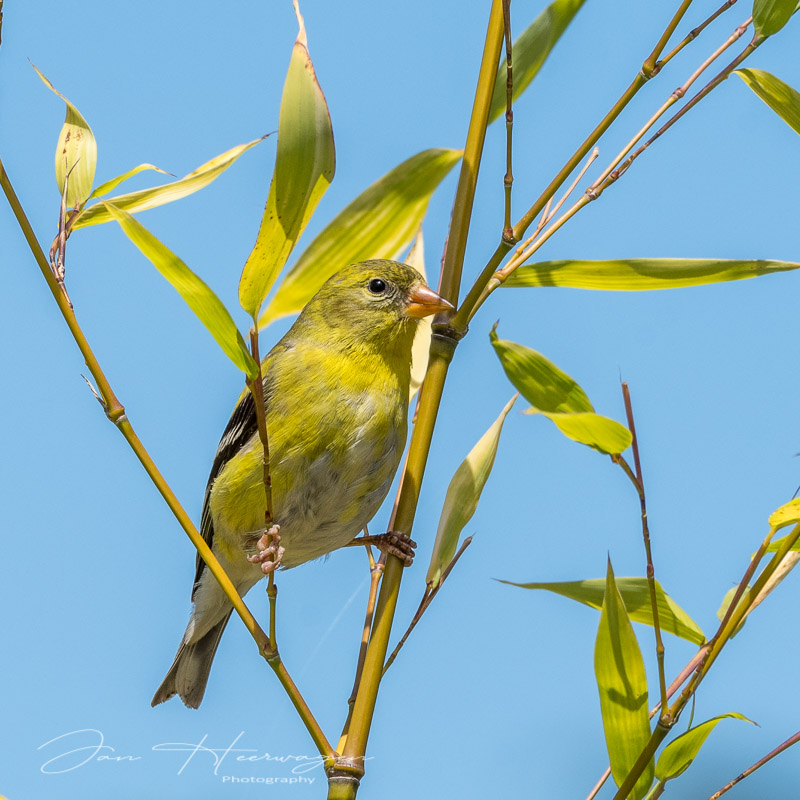 Jan HeerwagenJune 2021American Goldfinch