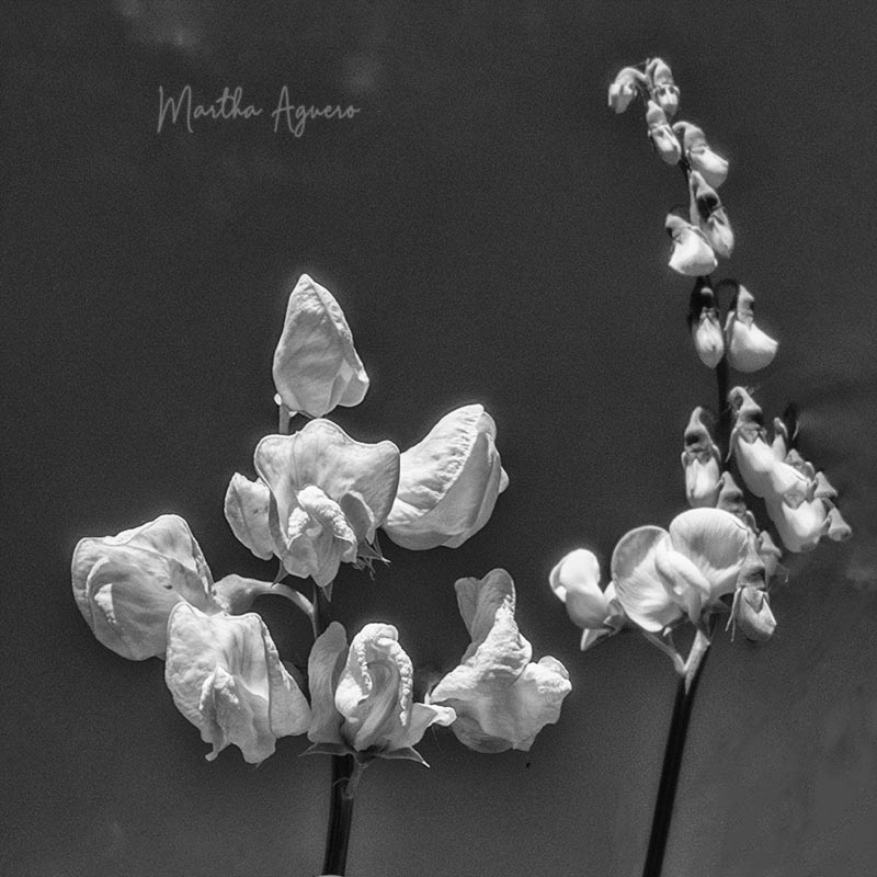 Martha Aguero June 2021Open Flowers  in B/W