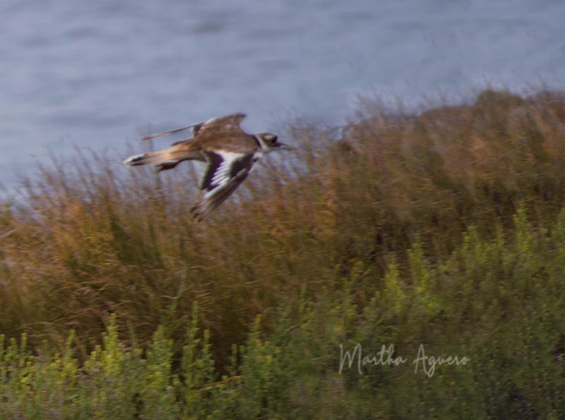 Martha AgueroJuly 2021Killdeer