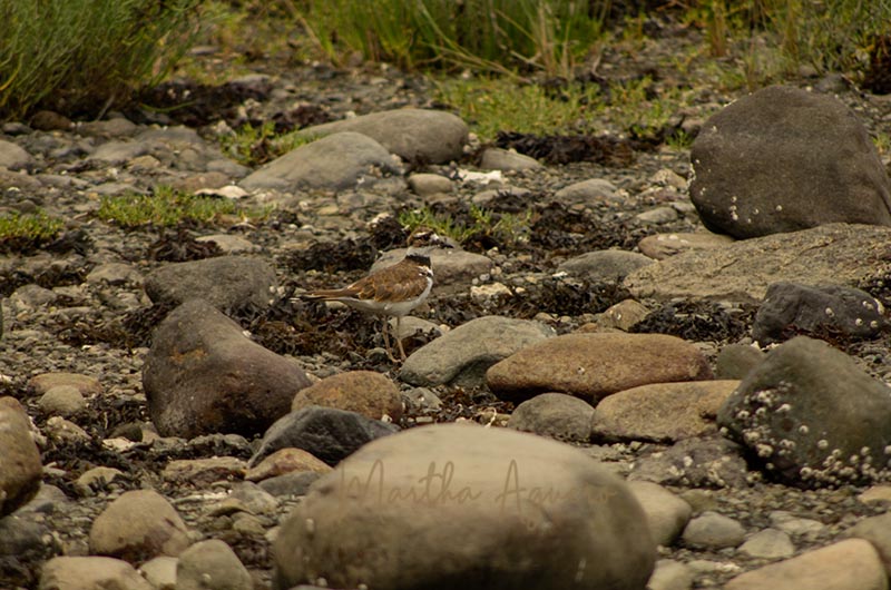 Martha AgueroJuly 2021Killdeer camouflaging on the rocks