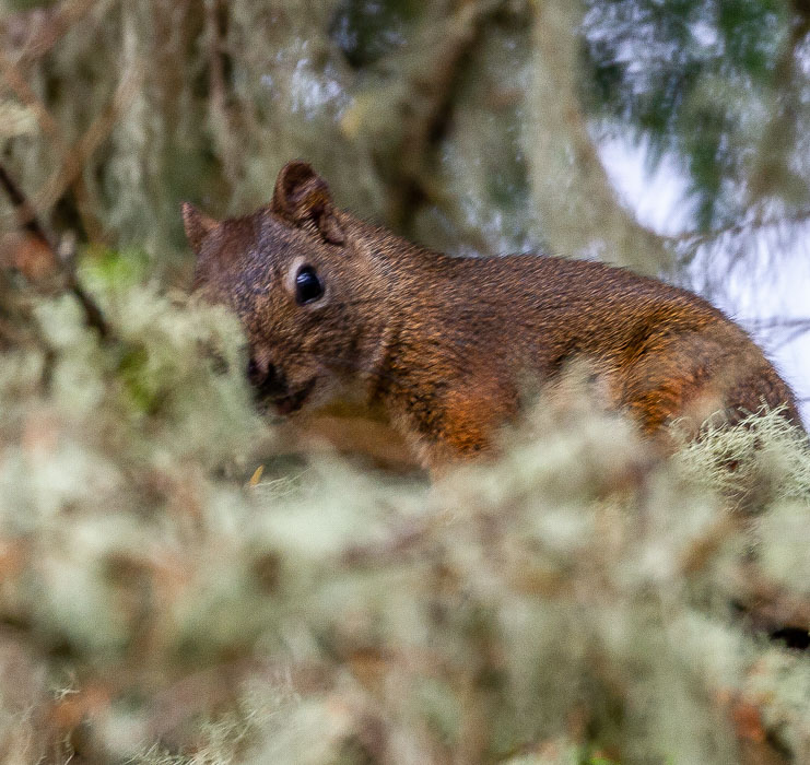 Carl ErlandThe Forest - August 2021Native Red Squirrel 