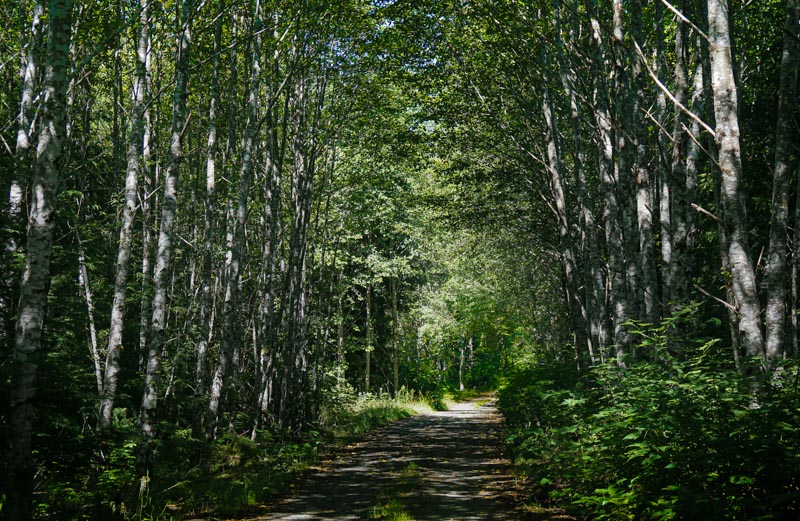 Racine ErlandThe Forest - August 2021Old Logging Road