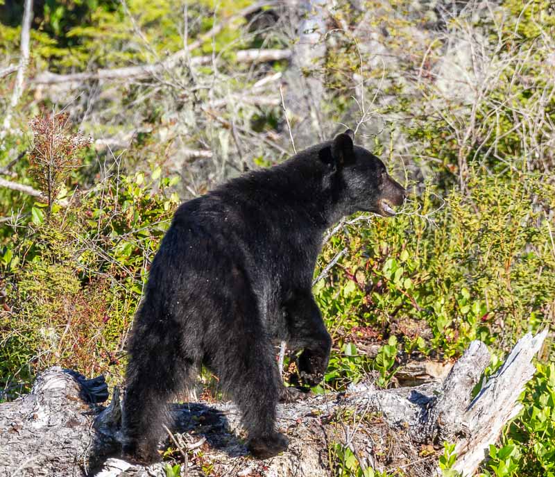 Carl ErlandThe Forest - August 2021Black Bear