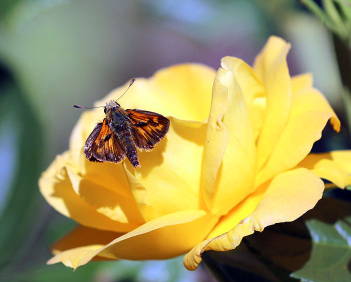 Willie Harvie<br>August 2021<br>Butterfly & Yellow Rose