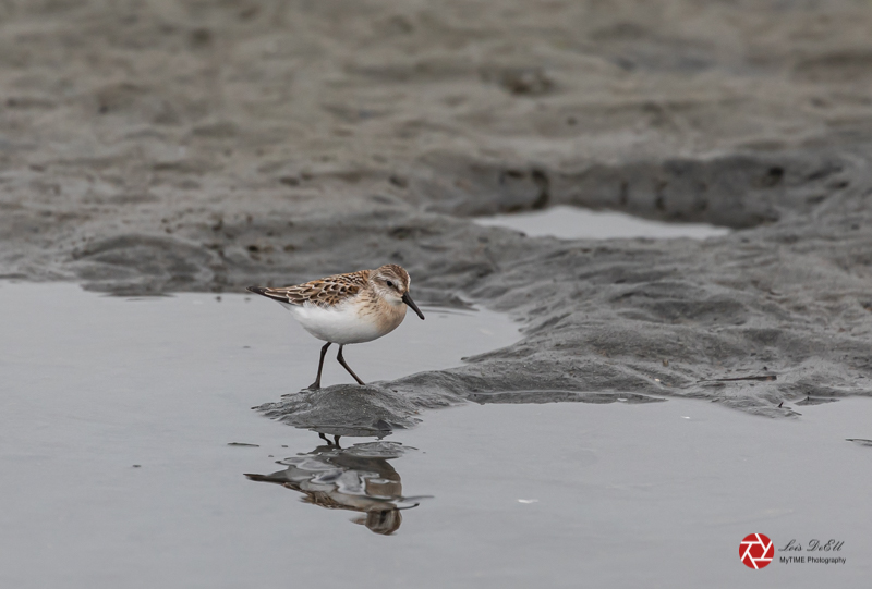 Lois DeEllAugust 2021Western Sandpiper