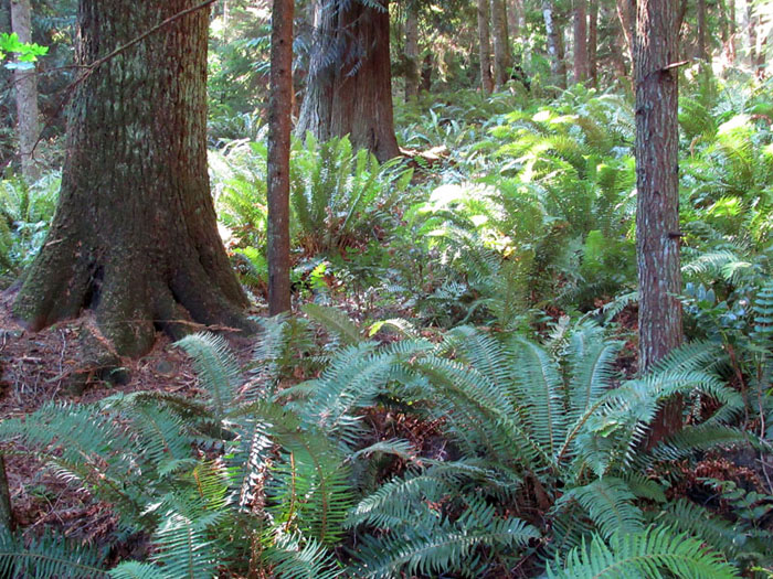 Willie HarvieThe Forest - Aug. 2021Sword Ferns