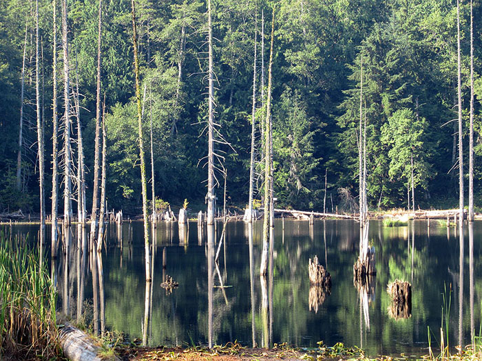 Willie HarvieThe Forest - Aug. 2021Forest Reflections