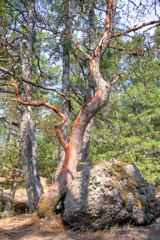 Jan HeerwagenThe Forest - August 2021Stately Arbutus