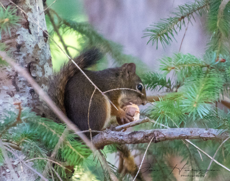 Jan HeerwagenThe Forest - August 2021Red Squirrel