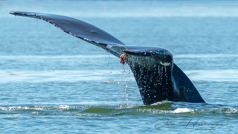 Jan HeerwagenJuly 2021Humpback Wave