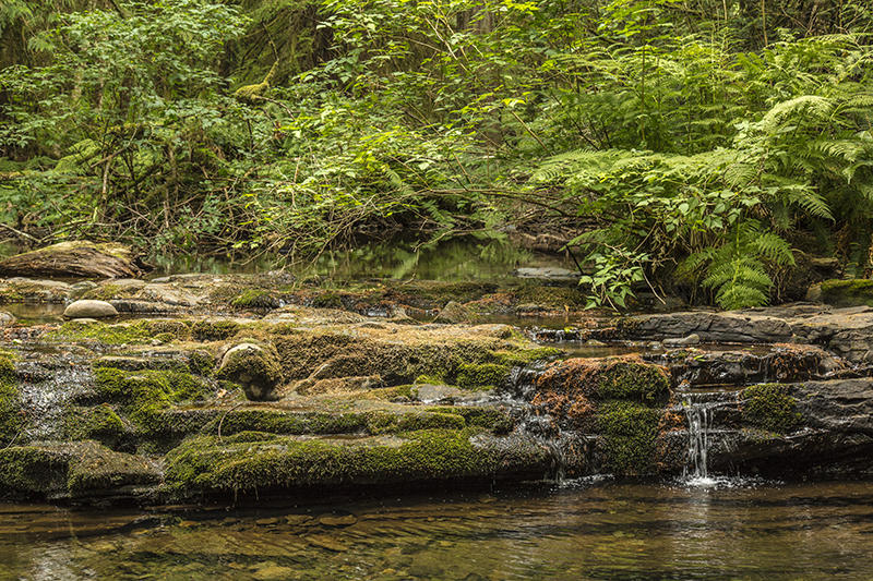 Kim LiptrapThe ForestAugust 2021Stocking Creek,  The Last Trickle