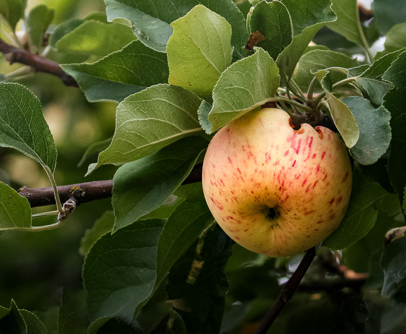 Racine ErlandAugust 2021Abandoned Apple Tree