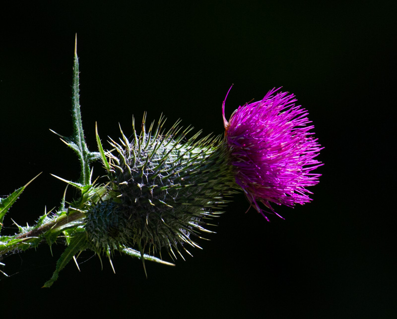 Racine ErlandThe ForestAugust 2021Bull Thistle