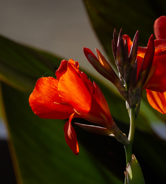 Racine ErlandSeptember 2021Canna Lily