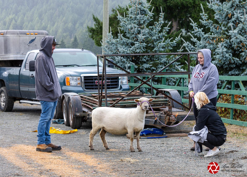 Lois DeEllSeptember 2021Walk Your Sheep Day