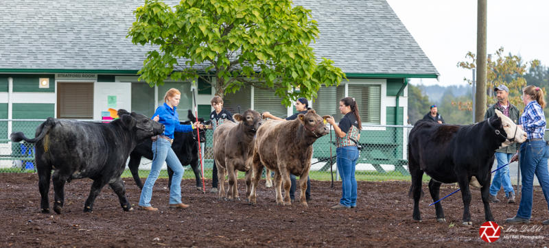 Lois DeEllSeptember 20214H Beef Cattle
