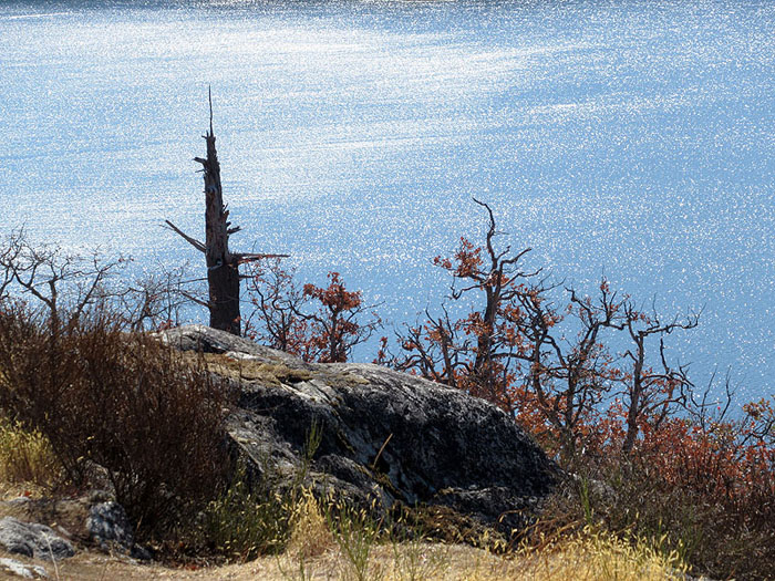Willie HarvieSept. 2021Trees need water.
