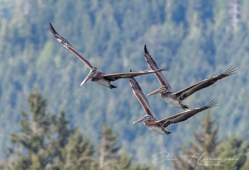 Jan HeerwagenSept. 2021Three Flying Amigos