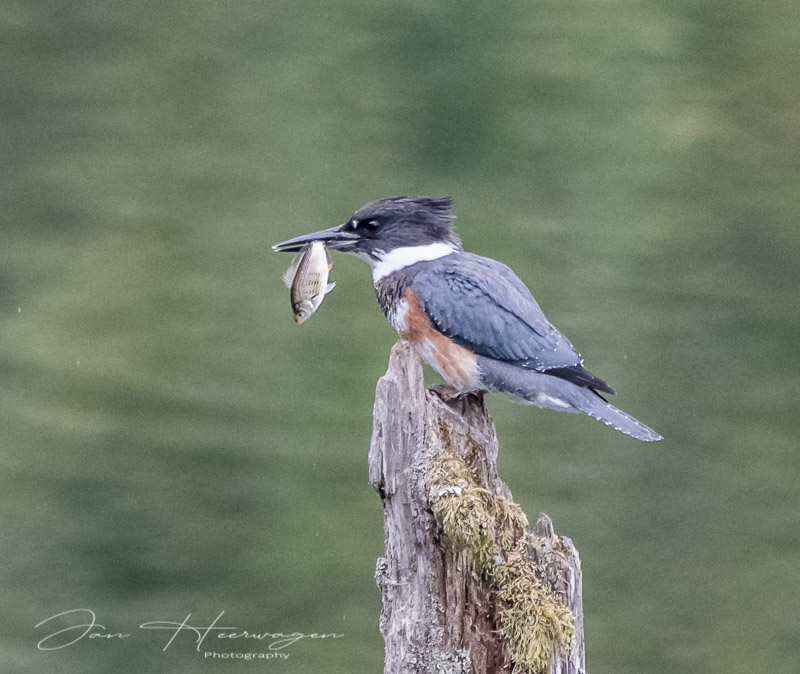 Jan HeerwagenSept. 2021Perfect Morsel