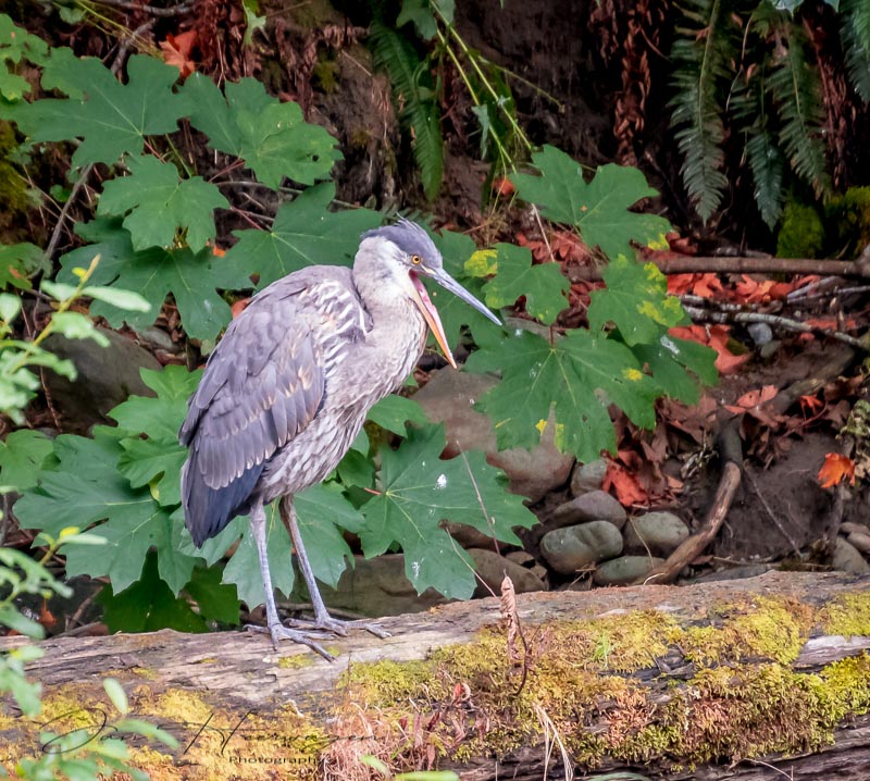 Jan HeerwagenSept. 2021A Heron Yawn