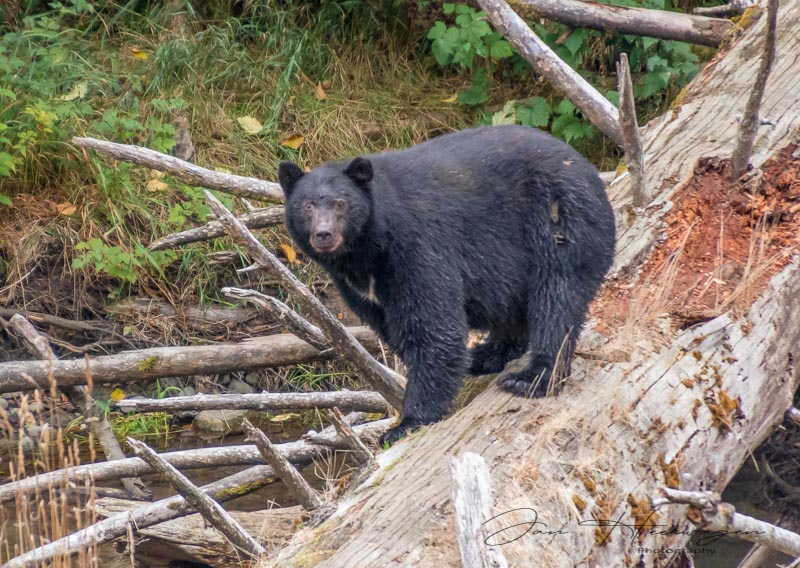 Jan HeerwagenSept. 2021A Bear Named Fred
