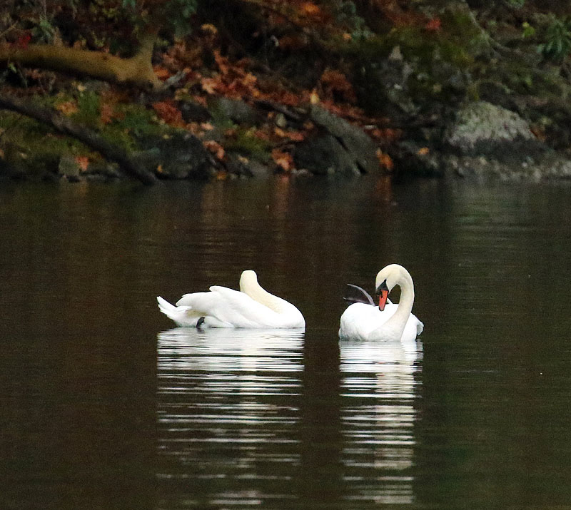 Willie HarvieOct. 2021Mute swans