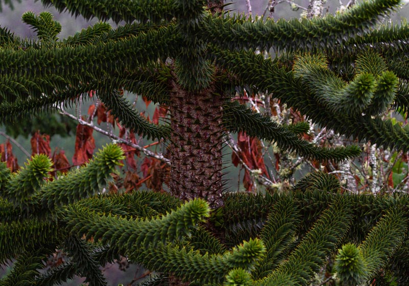 Racine ErlandOctober 2021Patterns in the Branches