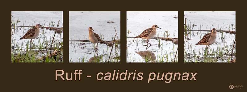 Lois DeEllOctober 2021Ruff - calidris pugnax 