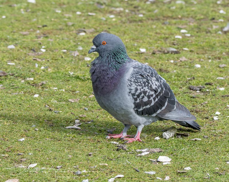 Jan HeerwagenOctober 2021Rock Pigeon