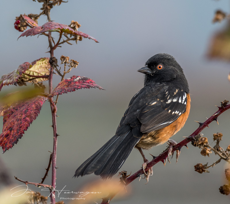 Jan HeerwagenOctober 2021Spotted Towhee