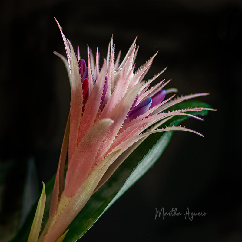 Martha Aguero  August 2021 Aechmea Fasciata with inflorescence flowers