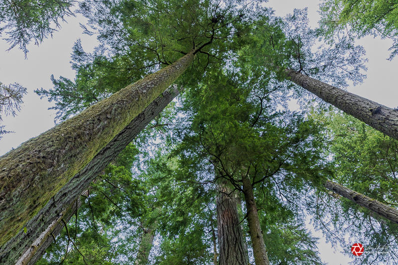 Lois DeEllCathedral Grove/MacMillan Provincial Park Field TripOctober 2021Reaching for the Sky