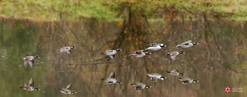 Lois DeEllNovember 2021Bufflehead Flight Detected