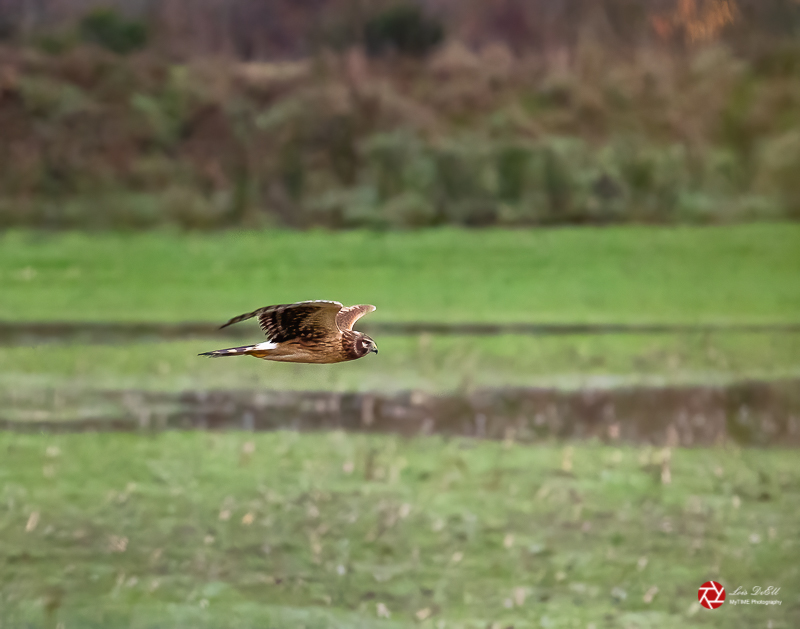 Lois DeEllNovember 2021Northern Harrier Hawk 