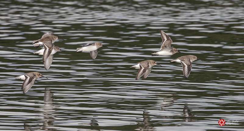 Lois DeEllNovember 2021Dunlin Fly By 