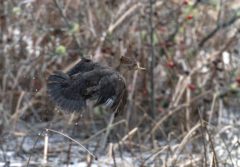 Racine ErlandCowichan Bay, January 2022Quick Take off