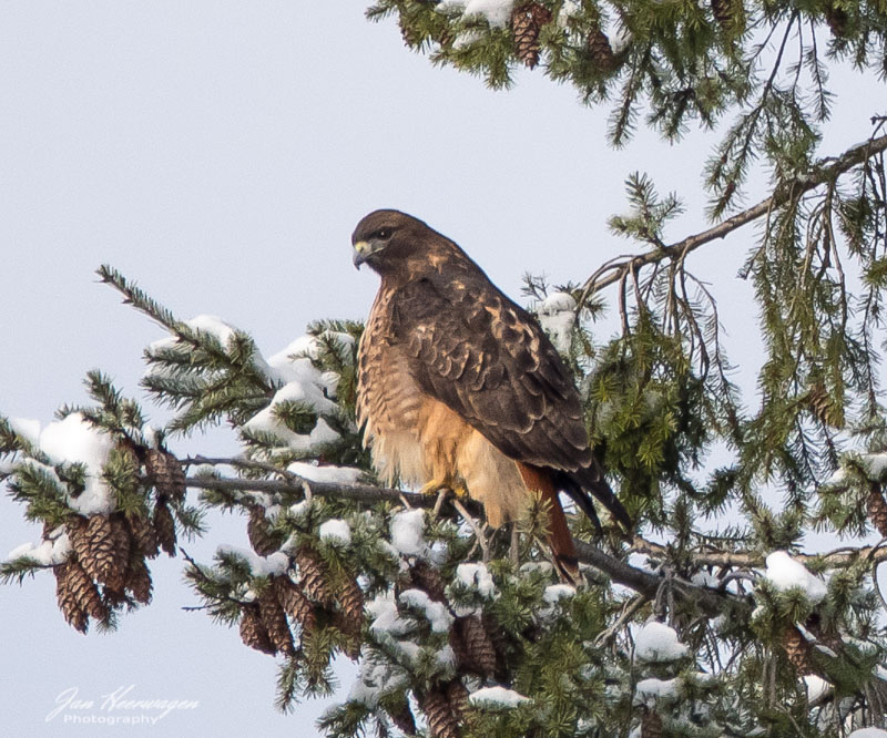 Jan HeerwagenDecember 2021Red-Tailed Hawk