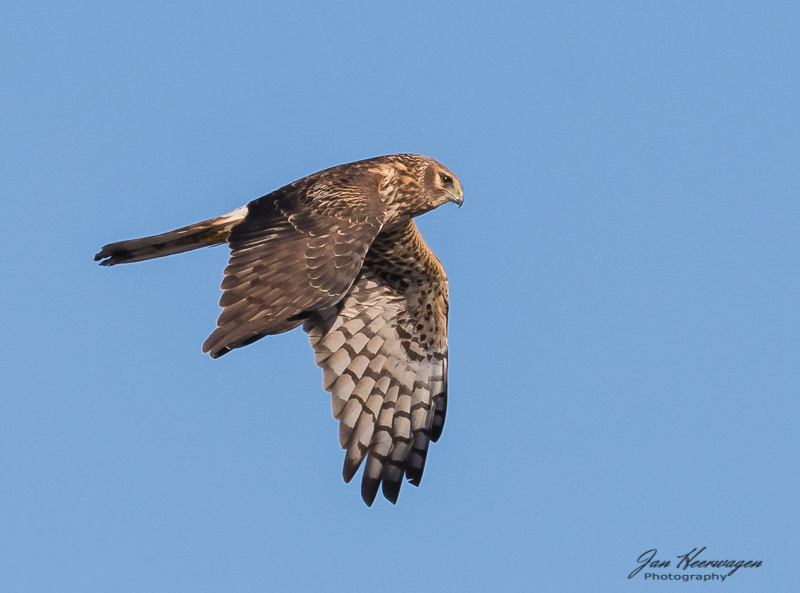 Jan HeerwagenDecember 2021Northern Harrier