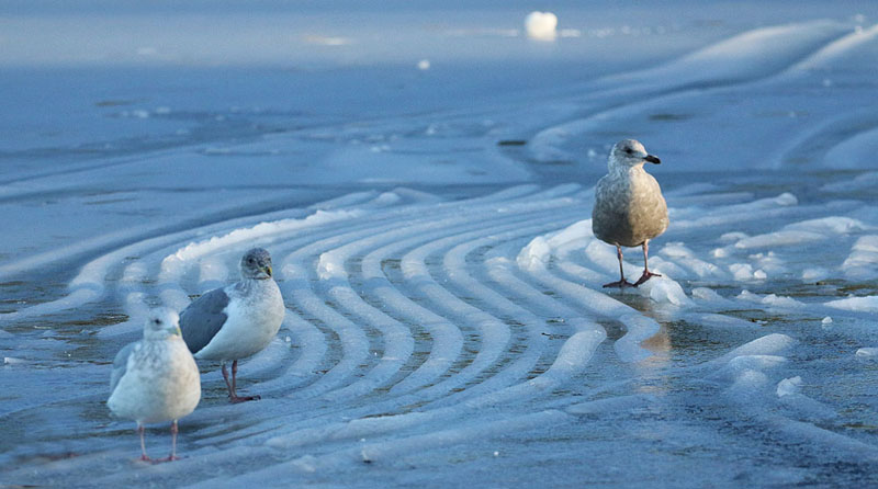 Willie HarvieJan. 2022Icy waves