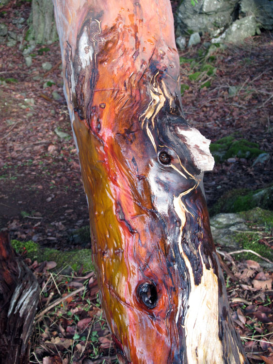 Willie HarvieJan. 2022Step 2 - wet arbutus trunk 