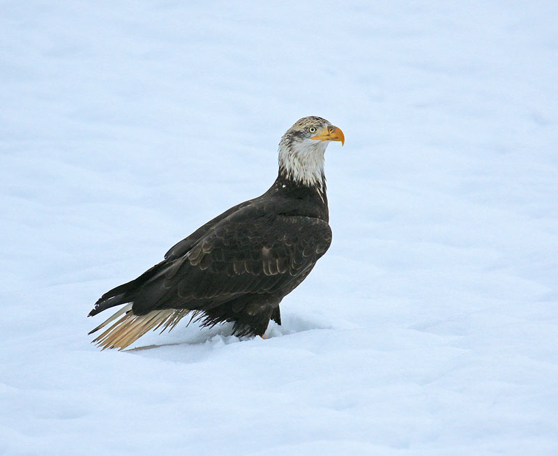 Willie HarvieJan. 2022Eagle in the snow 