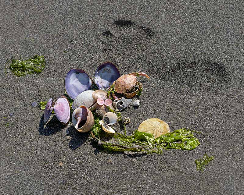 Rachel PenneyFeb 2022London DrugsTheme: Cowichan: Little WonderCowichan - Beach Treasures 
