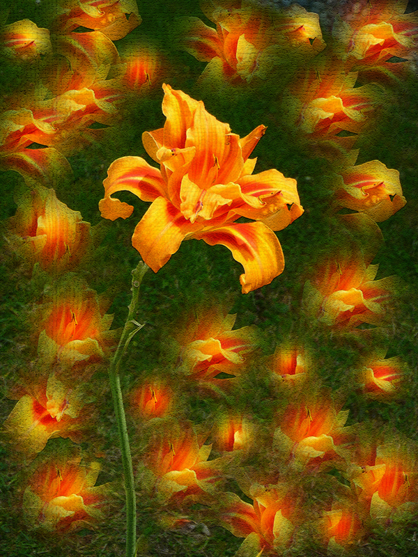Trish Rankin<br>February 2022<br>Evening Favourites: Double/Multiple Exposure<br>Day Lily Symphony