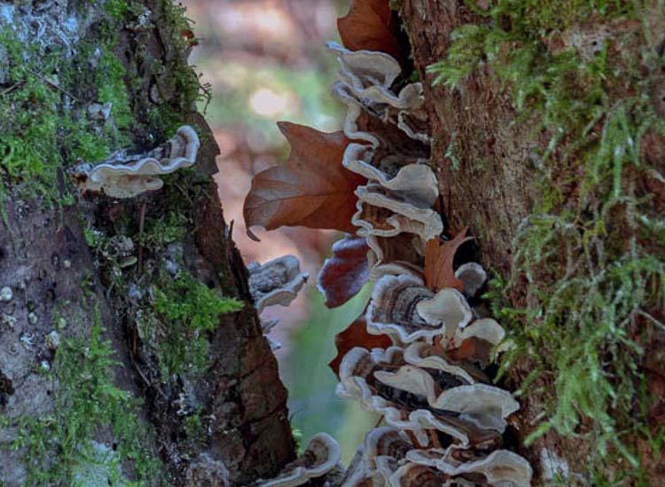 Martha Aguero <br> February 2022 <br>Stocking Creek Field Trip <br>Skirting Fungus