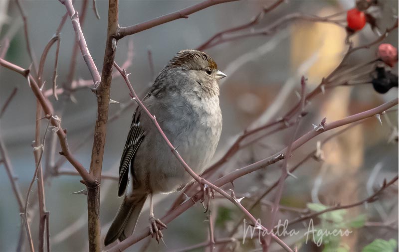 Martha Aguero  February 2022 Cowichan Estuary Nonbreeding Golden-crowned Sparrow