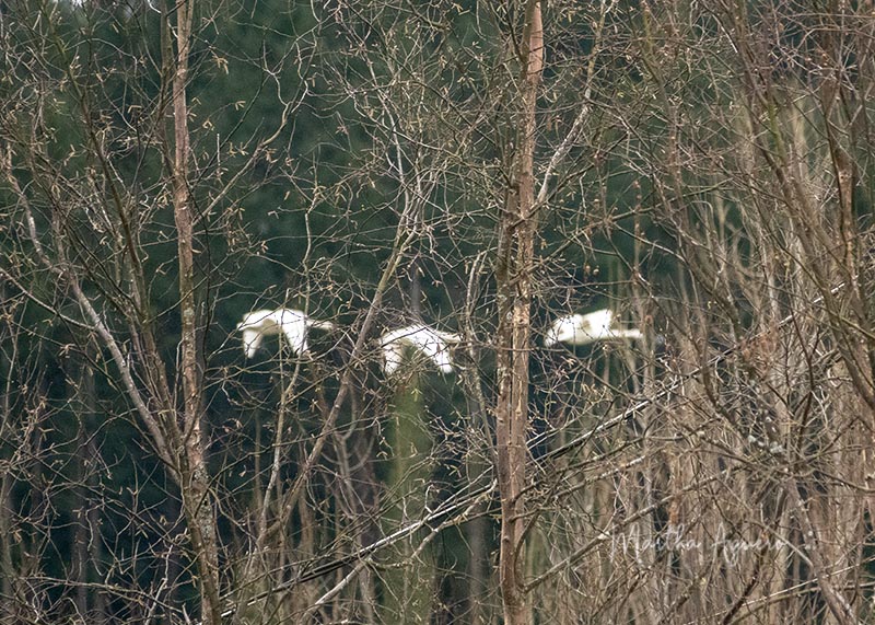 Martha Aguero <br> February 2022 <br>Cowichan Estuary <br>Trumpeters in the forest