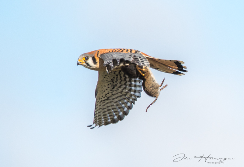 Jan HeerwagenMarch 2022American Kestrel