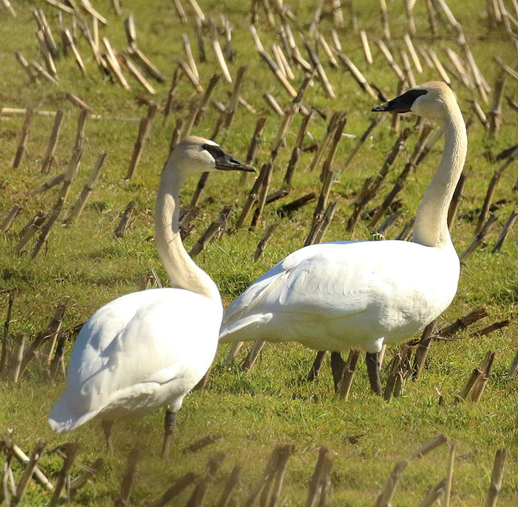 Willie HarvieMarch 2022Trumpeter swans look both ways